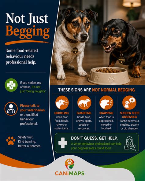 How to Stop Dog Begging POPSUGAR Pets
