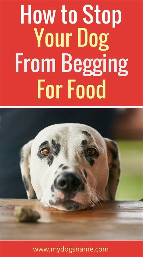How to Stop Your Dog Begging for Food Simple Tips to Help Out
