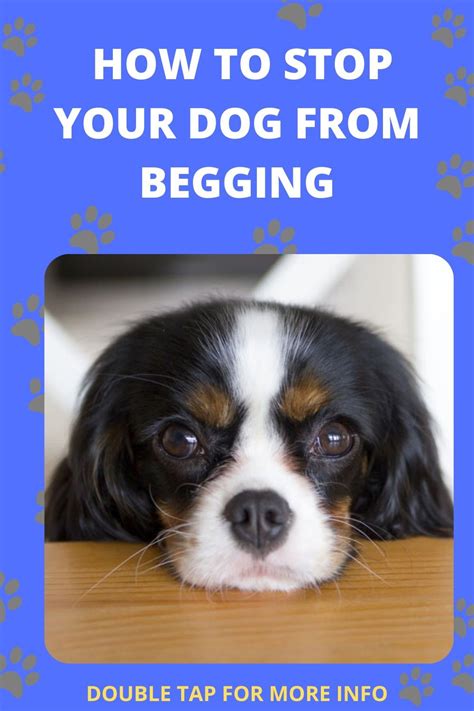 How to Stop Your Dog from Begging Dog How To