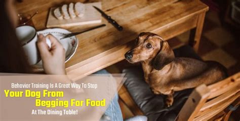 How to Stop Your Dogs Begging Food at the Table