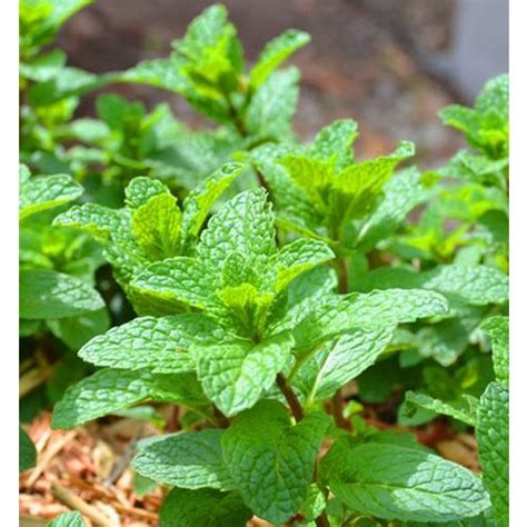 How to Use Japanese Mint
