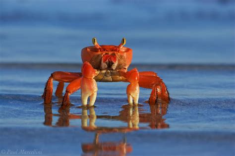 How to View Crabs in the Florida Keys