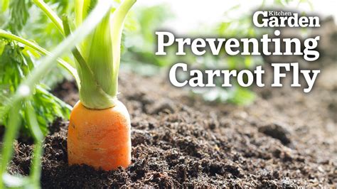 How to avoid carrot fly