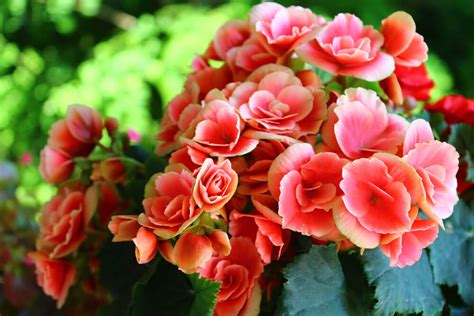 How to care for a begonia