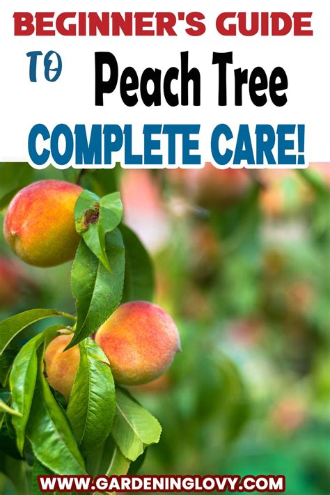 How to care for a peach tree