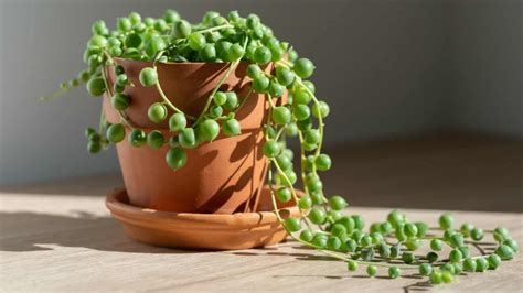 How to care for a string of pearls plant
