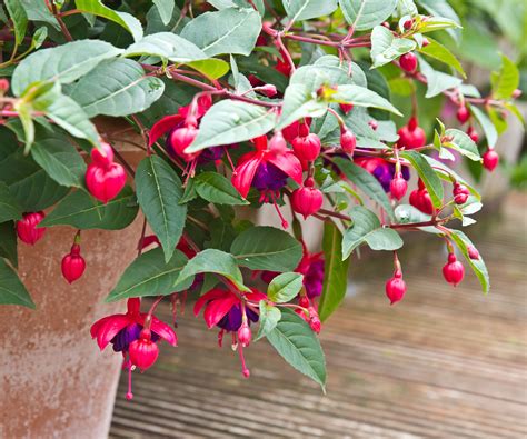 How to care for containerized fuchsias