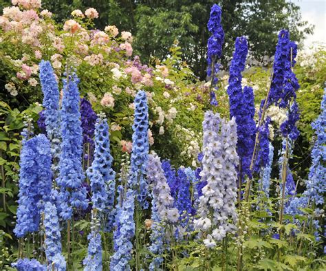 How to care for delphiniums