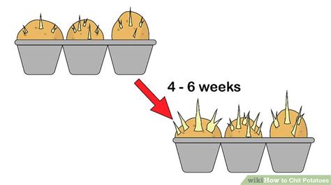 How to chit potatoes in 6 easy-to-follow steps