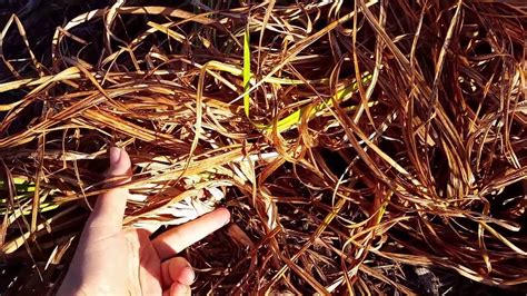 How to cut back daylilies in the fall