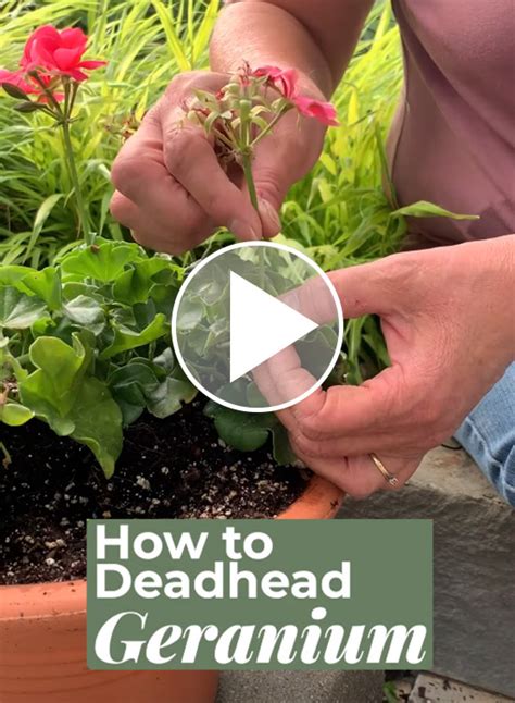How to deadhead geraniums