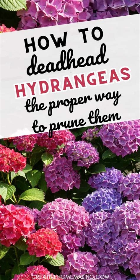 How to deadhead hydrangeas