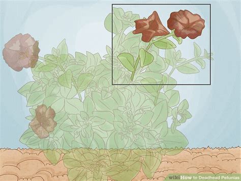 How to deadhead petunias: a step-by-step guide