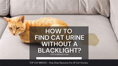 How to detect cat pee