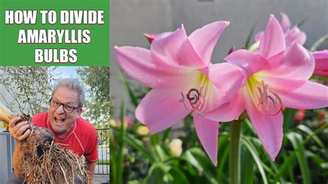 How to divide bulbs