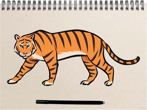 Sketch the basic shape of the tiger
