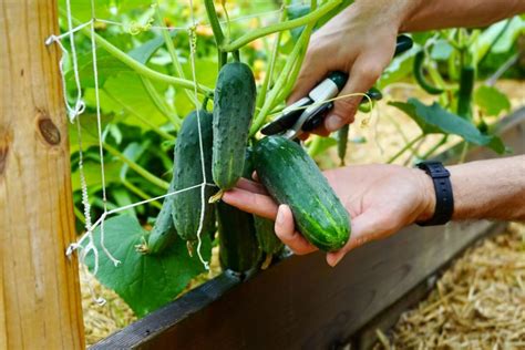 How to extend your cucumber harvest