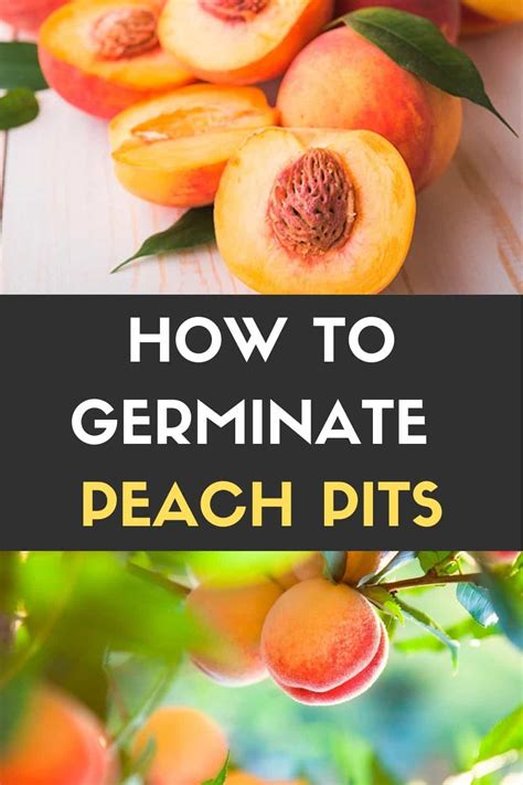 How to get a peach pit to germinate