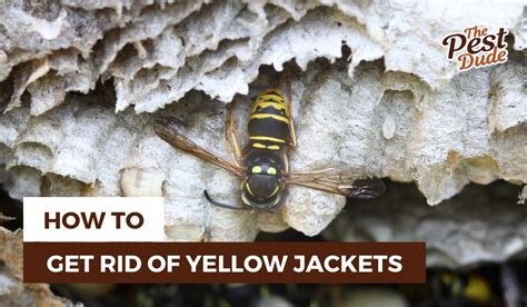 How to get rid of a yellowjacket infestation