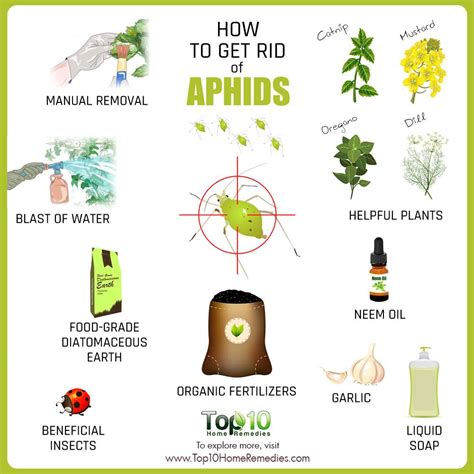 How to get rid of aphids