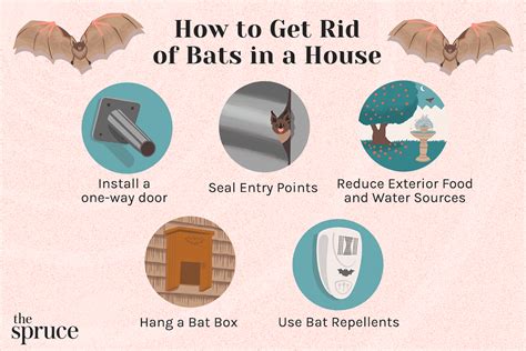 How to get rid of bats in a house naturally