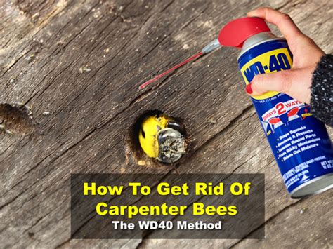 How to get rid of carpenter bees