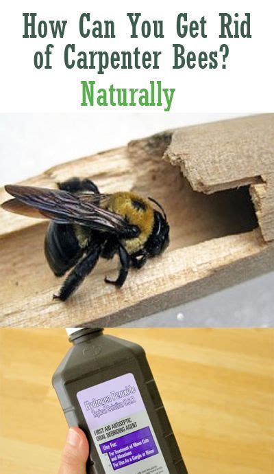 How to get rid of carpenter bees with sound