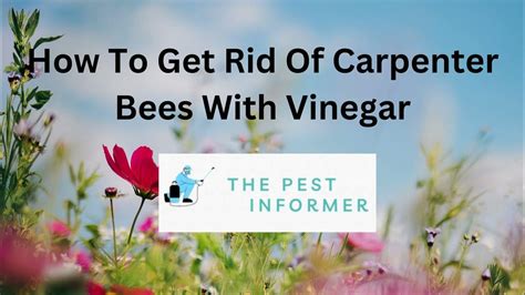 How to get rid of carpenter bees with vinegar
