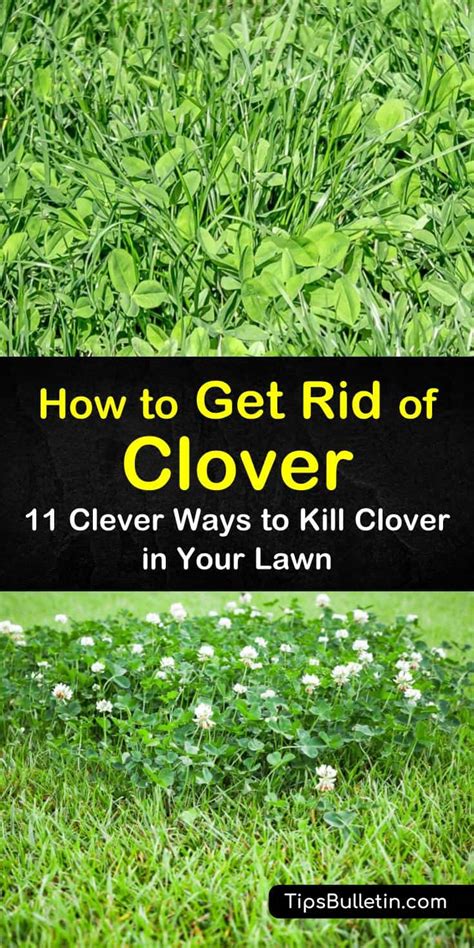 How to get rid of clover in a lawn