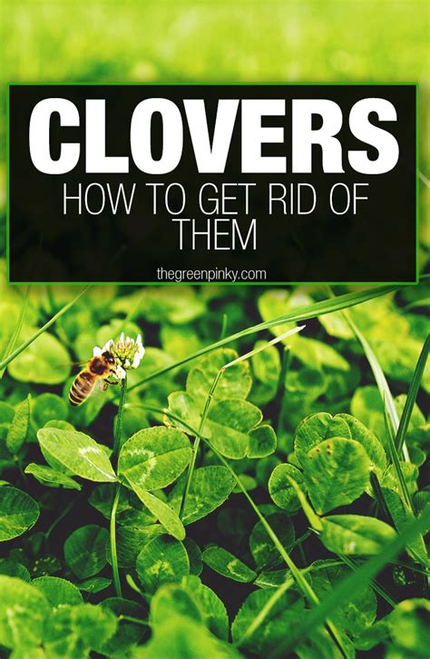 How to get rid of clover in a lawn by hand
