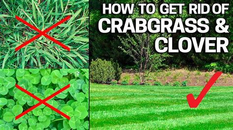 How to get rid of clover in a lawn with weedkiller