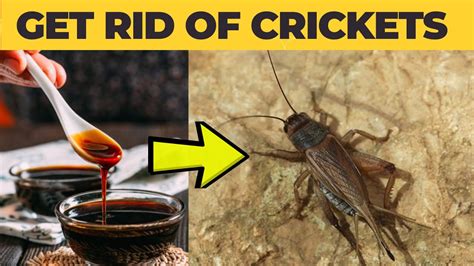How to get rid of crickets in the house