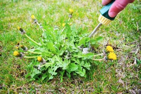 How to get rid of dandelions by hand