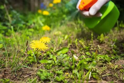How to get rid of dandelions in a lawn with weed killer