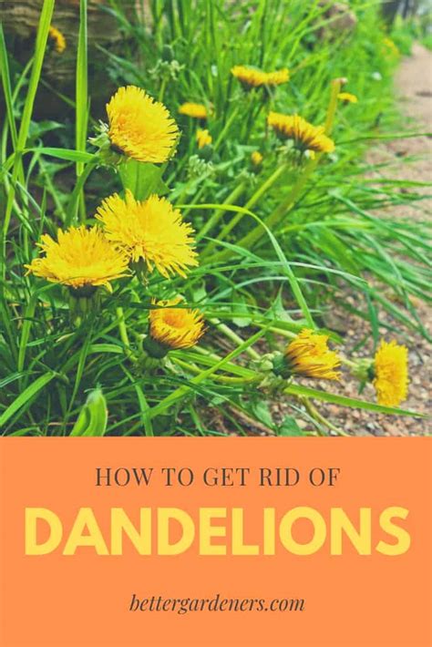 How to get rid of dandelions in borders