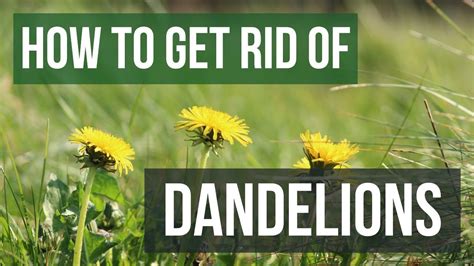 How to get rid of dandelions in hard surfaces