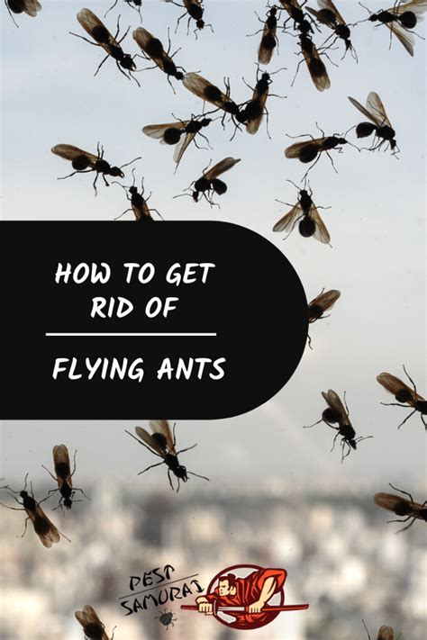 How to get rid of flying ants