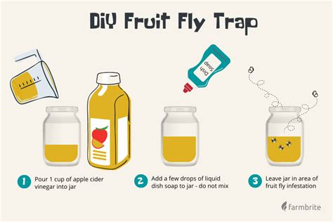How to get rid of fruit flies with a store-bought trap