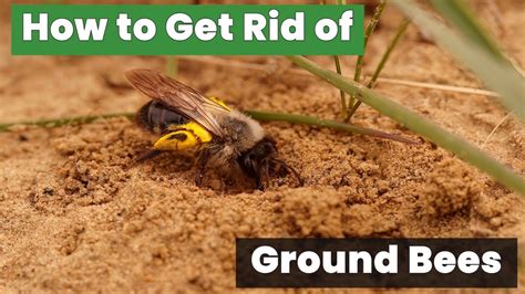 How to get rid of ground bees