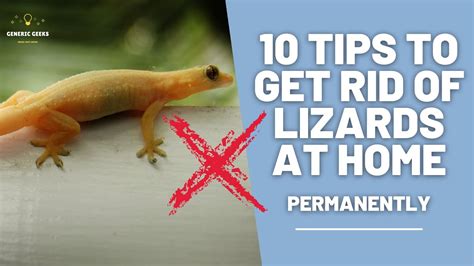How to get rid of lizards