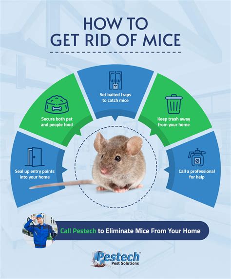 How to get rid of mice