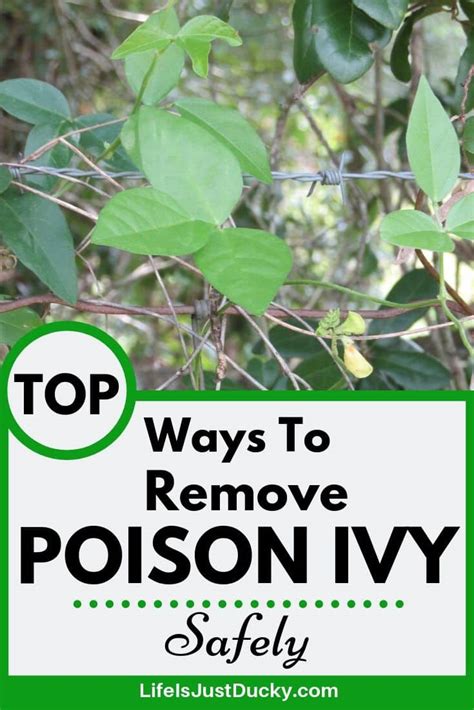 How to get rid of poison ivy