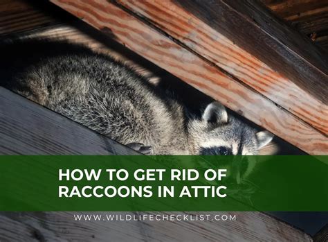 How to get rid of raccoons in the attic and on the roof