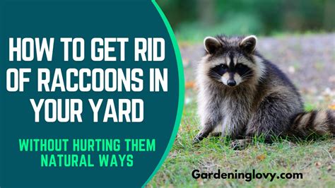 How to get rid of raccoons in the yard