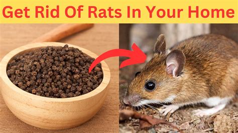 How to get rid of rats