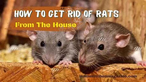 How to get rid of rats in the house
