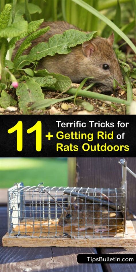 How to get rid of rats outside