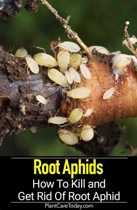 How to get rid of root aphids