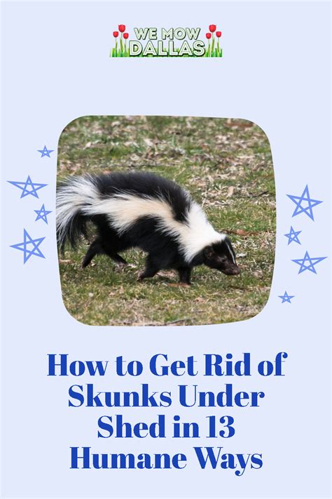 How to get rid of skunks