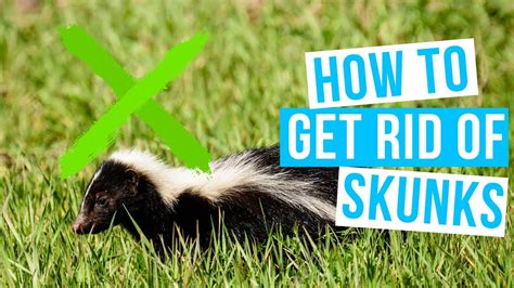 How to get rid of skunks under the house or deck
